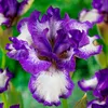 Schwertlilien Winterhart Mehrjährig - Iris Germanica Produktbild-Vorschau 4