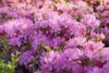 Rhododendron obt. 'Diamant Rosa', rosa Blüten, 20–25 cm Produktbild-Vorschau 2