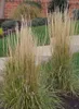 6 x Calamagrostis acut. 'Karl Foerster' - Reitgras Karl Produktbild-Vorschau 2