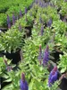 Garten-Blüten-Salbei Blue Bouquetta - Salvia nemorosa Blue Produktbild-Vorschau 2