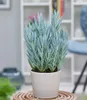 BALDUR Garten 1x Senecio Aquarine® Mount Everest, Pflanze Produktbild-Vorschau 5