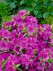 Rhododendron obt. 'Königstein', lila Blüten, 30–40 cm Produktbild-Vorschau 12