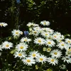 Leucanthemum vulgare, Margerite, weiß, ca. 9x9 cm Topf Produktbild-Vorschau 9