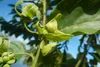 SAFLAX - Parfumbaum / Ylang Ylang - Cananga odorata - 10 Produktbild-Vorschau 9