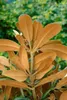 Rhododendron yakushimanum 'Edelweiß', weiß, 40–50 cm Produktbild-Vorschau 4