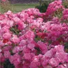 Růže  - Kordes Rigo-Rose - Růže 'Maxi Vita'® Náhled obrázku produktu 2