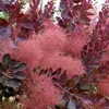 2 x Keř červené paruky - Cotinus coggygria 'Royal Purple' | Náhled obrázku produktu 1