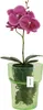 A pink orchid in a green glass pot. Náhled obrázku produktu