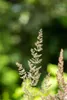 Koeleria glauca, Blaues Schillergras, 20–30 cm Produktbild-Vorschau 10