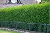 Stauden Gänge 100 x Ligustrum vulgare 'Atrovirens' - Produktbild-Vorschau 1