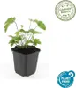 Podzimní sasanka Robustissima, 60 rostlin, Ø 9 cm ↕ 10–25 Náhled obrázku produktu 3