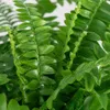 Schwertfarn 'Green Lady' - pflegeleichte Zimmerpflanze, Produktbild-Vorschau 3