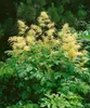 A plant with yellow flowers and green leaves in a garden setting. Produktbild-Vorschau