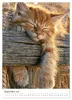 Spaß mit Katzen (Wandkalender 2027 DIN A3 hoch), CALVENDO Produktbild-Vorschau 12