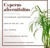 Aquarium Pflanze Cyperus alternifolius Wasserpflanze Produktbild-Vorschau 2