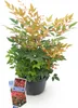 Green boutiQ - Plante de jardin - Nandina Gulfstream - Voir les images du produit 2