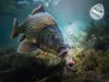 Delphin Wafters Rozpustná Nástraha D SNAX SHELL Kukuřice Náhled obrázku produktu 5