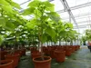 Blauglockenbaum Kiribaum 160 - 180 cm Paulownia tomentosa Produktbild-Vorschau 5