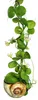 Snaily - Die Schneckenhauspflanze - Dischidia pectenoides - Produktbild-Vorschau 4