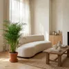 Dypsis Lutescens, Goldfruchtpalme, Palme, 100-120 cm, Topf Produktbild-Vorschau 3