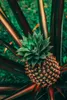 Ponthier ANANAS VICTORIA PÜREE Frucht-Mark-Püree 1 KG Produktbild-Vorschau 4