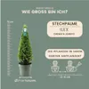 Plants by Frank | Echte Stechpalme Pyramide | Ilex Crenata Produktbild-Vorschau 4