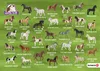 Schmidt 51424 - Schleich - Horse Club - Mitbringspiel, Produktbild-Vorschau 6