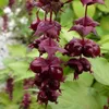 2 x  Schöne Leycesterie  - Leycesteria formosa 'Purple Produktbild-Vorschau 2