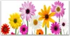 Tulup Leinwand-Bilder 120x60 Wandbild Canvas Kunstdruck Produktbild-Vorschau 1