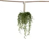 Erbsenpflanze - Senecio rowleyanus - Höhe 10-20cm - ⌀12cm Produktbild-Vorschau 7