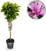 Magnolia Magnolia Susan – wysokość 19 cm, ok. 90 cm – Podgląd zdjęcia produktu 1