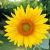 Zwergsonnenblumen Pacino Gold Samen - Helianthus annuus - Produktbild-Vorschau 3