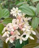 Clematis armandii 'Apple Blossom', immergrün, rosa Blüten, Produktbild-Vorschau 2