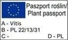 Winorośl A 1704 bezpestkowa 2L Podgląd zdjęcia produktu 13