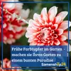 Kiepenkerl Großblumige Gladiole Holländische Mischung Produktbild-Vorschau 5