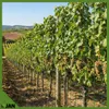 Clôture forestière à mailles nouées 180/19/10 verte, Voir les images du produit 11
