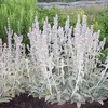 6 x Woll Ziest - Stachys byzantina  | Topf 9cm x 9cm Produktbild-Vorschau 1