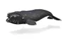COLLECTA Nordatlantischer Glattwal – (XL) Produktbild-Vorschau 1