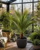 Jubaea chilensis Honigpalme ca. 60 cm | Chilenische Produktbild-Vorschau 3
