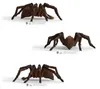 schleich Harry Potter Aragog - 13987, 6 Jahr(e), Magical Produktbild-Vorschau 17