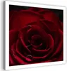 Leinwandbild der charme der roten rose 60x60 cm Feeby rot Produktbild-Vorschau 1