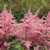 6 x Astilbe arendsii 'Cattleya'  | Květináč 9 cm x 9 cm Náhled obrázku produktu 2