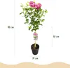 Green boutiQ - Arbre à tige - Hibiscus syriacus Magenta Voir les images du produit 3