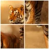 Bilder auf glas - Einteilig - tiger tier - 50x70cm - Produktbild-Vorschau 8