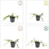 Sempreverde a foglie piccole di colore bianco Vinca minor Anteprima dell’immagine prodotto 3