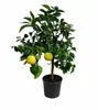Pomarančovník (Citrus aurantium) – 70–100 cm – Strom Náhľad obrázku produktu 4