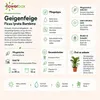 Geigenfeige - pflegeleichte Zimmerpflanze, Ficus Lyrata Produktbild-Vorschau 7