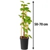 Ribes nero 'Ben Sarek', altezza 50-70 cm – *Ribes nigrum*, Anteprima dell’immagine prodotto 5