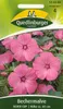 Quedlinburger Saatgut - Becher-Malven Silver Cup - Samen - Produktbild-Vorschau 3
