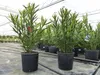Oleander 90 cm  Busch Nerium Rosenlorbeer Dauerblüher Produktbild-Vorschau 3